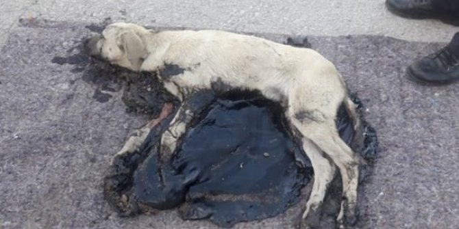 Zavallı köpek ölüme böyle direndi