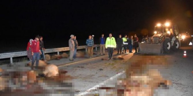 Muş’ta otomobil koyun sürüsüne daldı