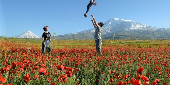 Gelincik çiçeklerinden görsel şölen