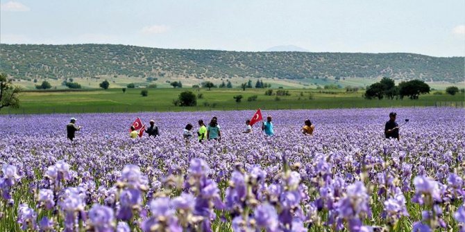 Zambak tarlaları turistlerin ilgi odağı oldu