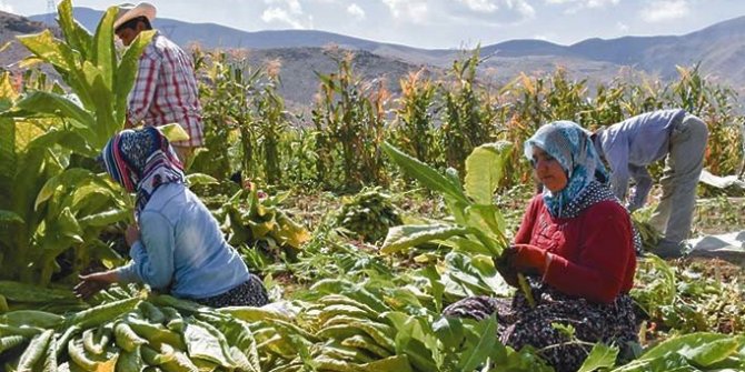 Hasat başladı fiyatlar düştü ama raflar aynı