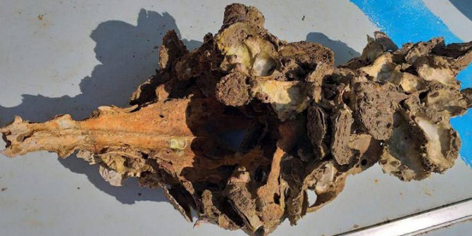 Aydın'da balıkçıların ağına takıldı: Büyük tehlike