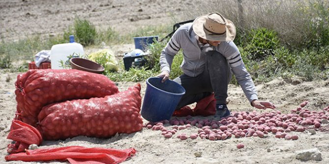 Kuraklığa dayanıklı patates geliştirildi