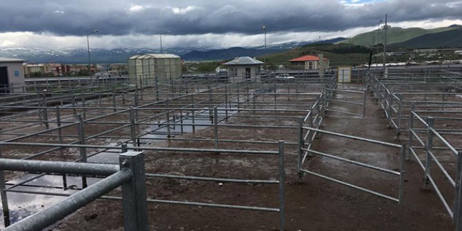 Ardahan'da 'şap' karantinası
