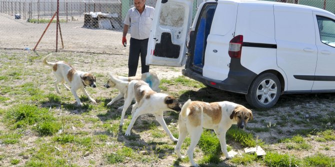 Can dostlarımız koruma altında