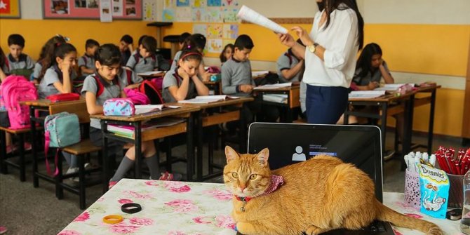 Kedi Tombi'ye hüzünlü veda