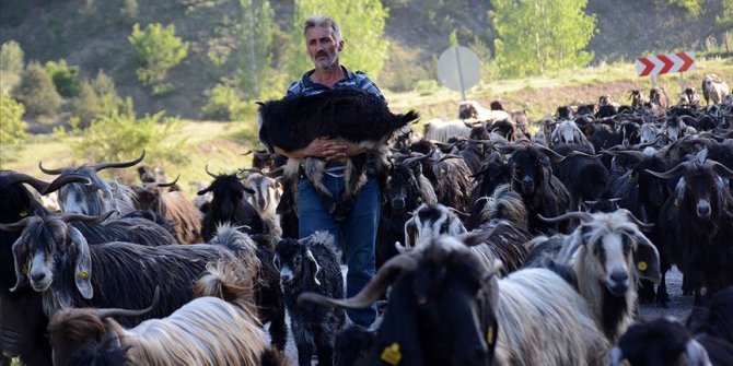Karadeniz'de göçerler yayla yollarında