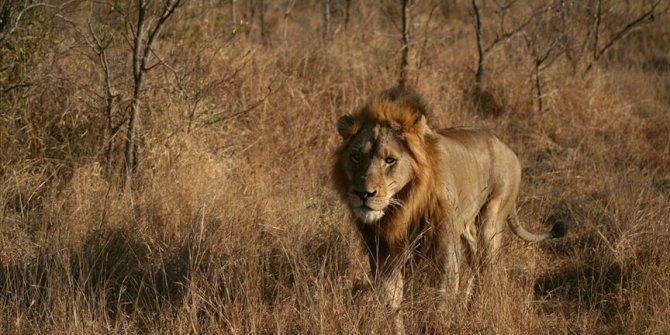 Kamerun'da kenti kaçak aslan korkusu sardı