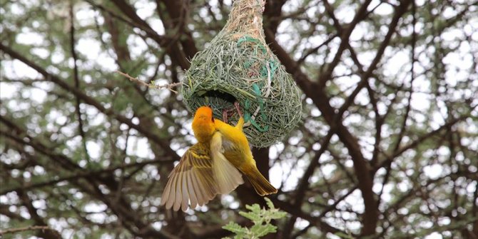 Dokumacı kuşları 'mühendis' gibi yuva yapıyor
