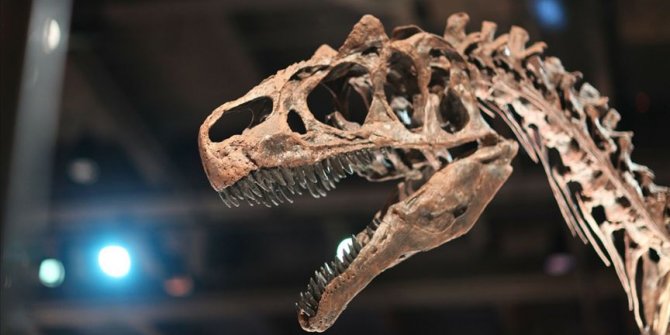 Tayland'da iki yeni dinozor türü keşfedildi
