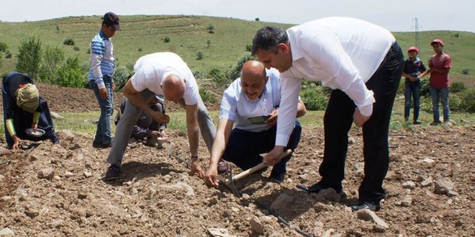 Çubuk'ta salatalık ekimi başladı