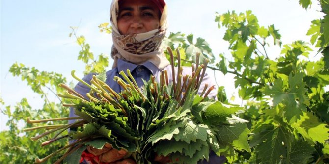 Yaprağı meyvesinden 10 kat pahalı