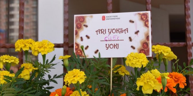 'Balkonunuza arıların sevdiği çiçekleri ekin'