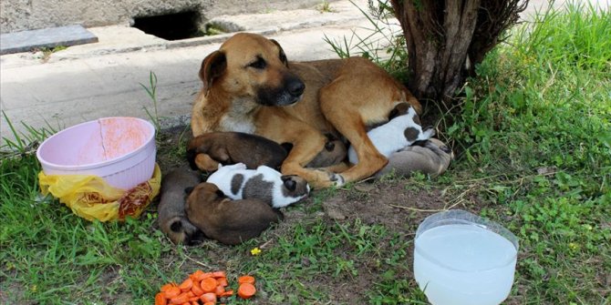 Cami avlusunda yavrulayan köpeğe imam sahip çıktı