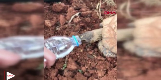 Doğaseverden duygulandıran davranış