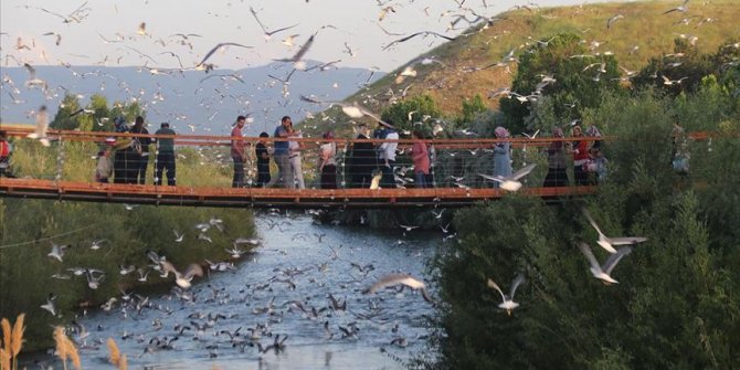 'Bayram tatilinde 110 bin kişi balık göçünü izledi'