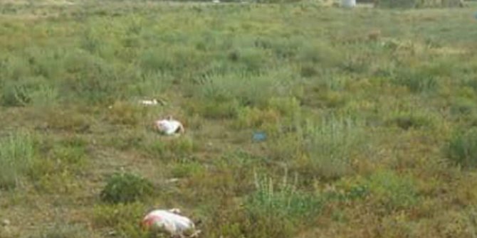 Konya'da 20 flamingo telef oldu
