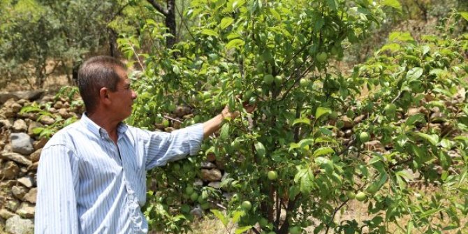 Antalya'da tek ağaçtan 4 çeşit meyve alan çiftçi