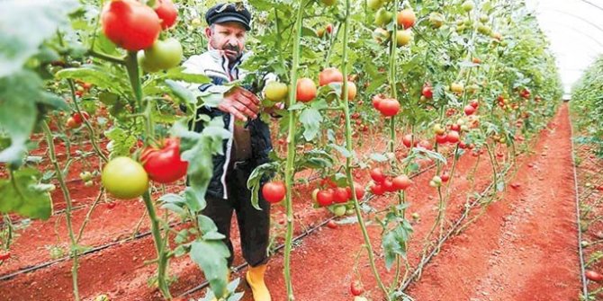 Raftaki fiyatlar tarlaya yansımaya başladı