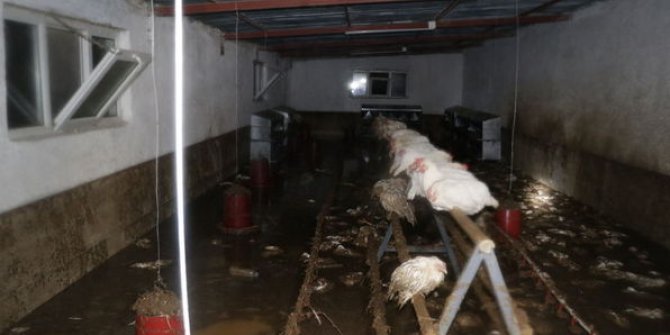 Yozgat'taki sel felaketinde 600 tavuk telef oldu