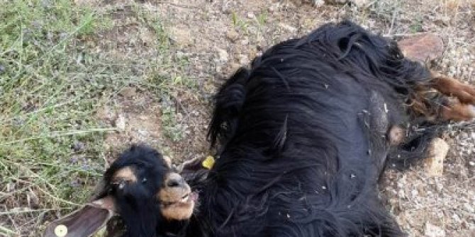 Tunceli'de kurtlar, 42 keçiyi telef etti