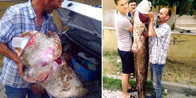 Görünce şoke oldular! Ağırlığı 40 kilogram, boyu 2 metre!