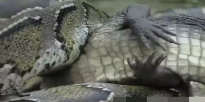 Piton timsaha acımadı canlı canlı yedi