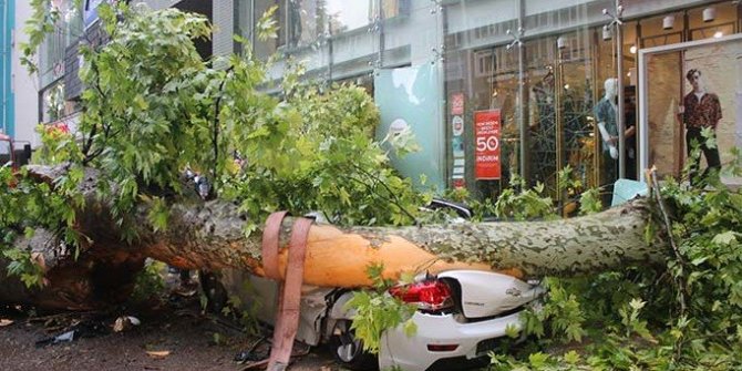 Kocaeli'de çınar ağacı yola devrildi