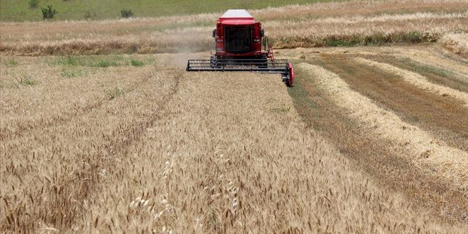 Trakya'da buğday hasadı başladı