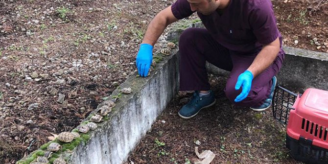 Mezarlıktaki görüntünün sebebi belli oldu