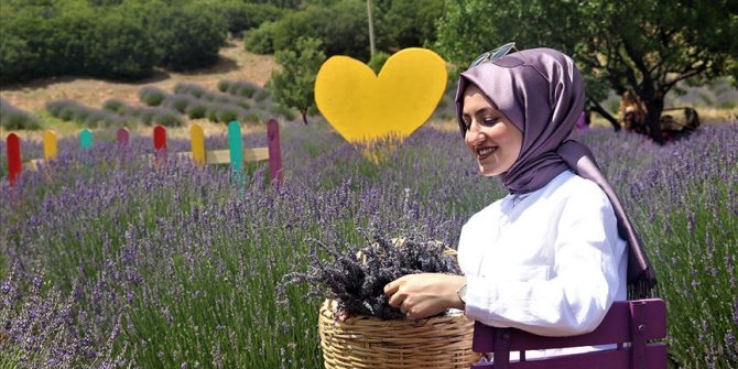 'Mor tarlalar' turizme renk katıyor