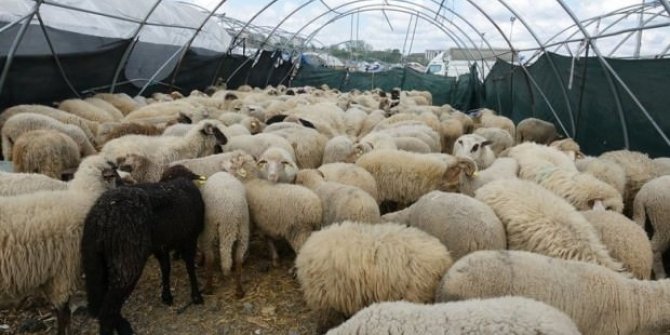 Kurban kesim bedelleri açıklandı