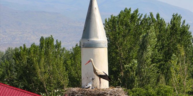 Çifte minare leyleklerin yuvası oldu