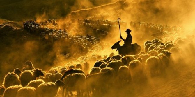 Bitlis'te sürülerin tozlu yolculuğu başladı