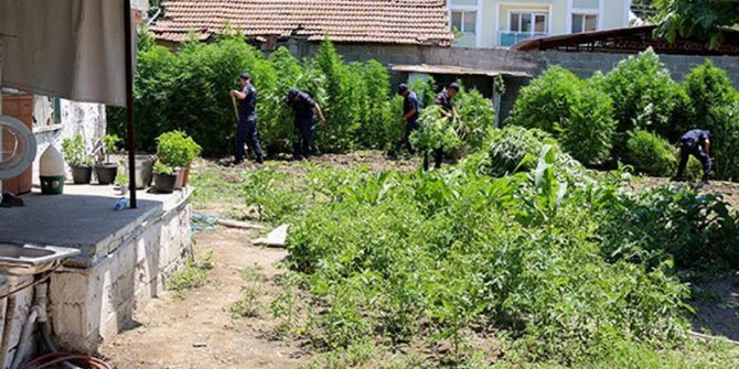 150 kilo Hint keneviri ile yakalandı, 'Kendime yetecek kadar ekmek istedim, biraz fazla olmuş' dedi