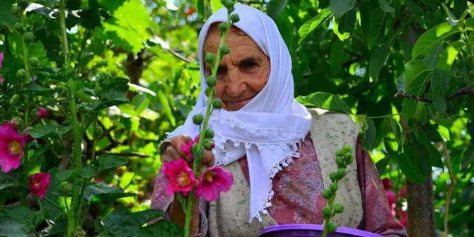 Hatmi çiçeğinin 'şifa' yolculuğu