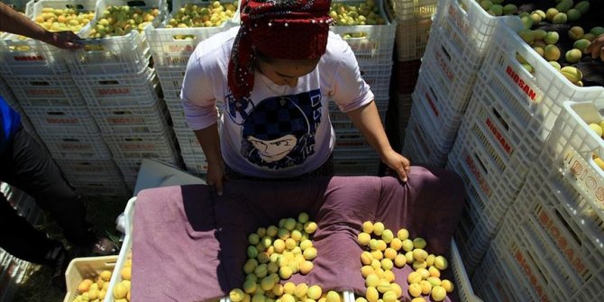 Malatya'da kayısı ihracatı sevinci