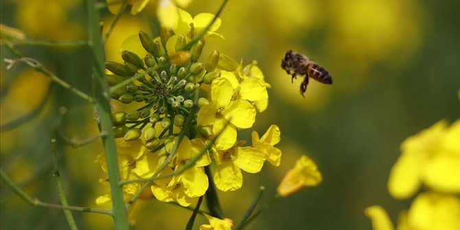 Çiftçi ilacı değiştirdi, arı ölümleri yüzde 80 azaldı