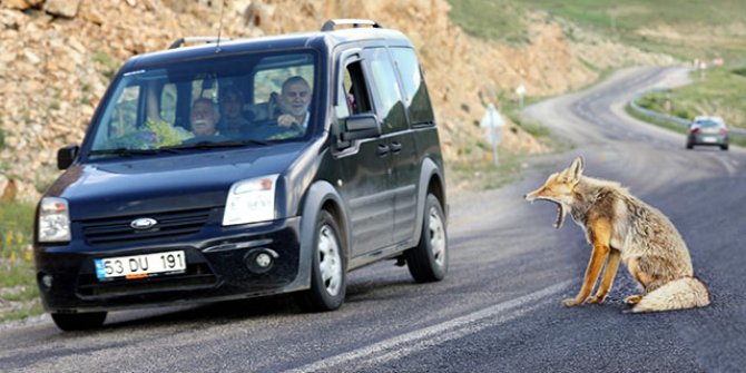 Yol kenarına inen tilki ilgi odağı oldu
