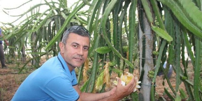 Türkiye'nin ilk tropikal meyve kooperatifi