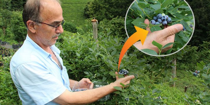Bahçesindeki çayı söküp yerine 'likapa' dikti, kara geçti