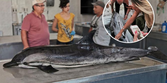 Boyu 2 metre 10 santim... Kuşadası'nda kumsala vurdu