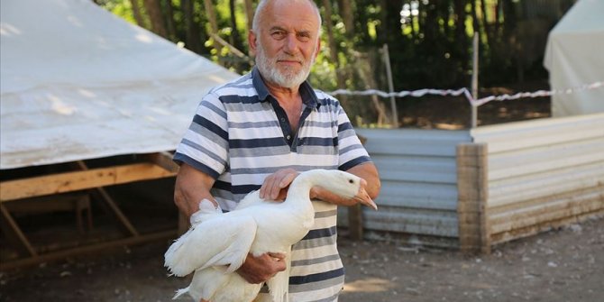 Akkuş'ta 'kaz çiftliği' kurdu siparişlere yetişemiyor
