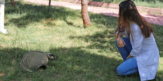 Şifa verdikleri 'porsuk'tan ayrılmak istemiyorlar