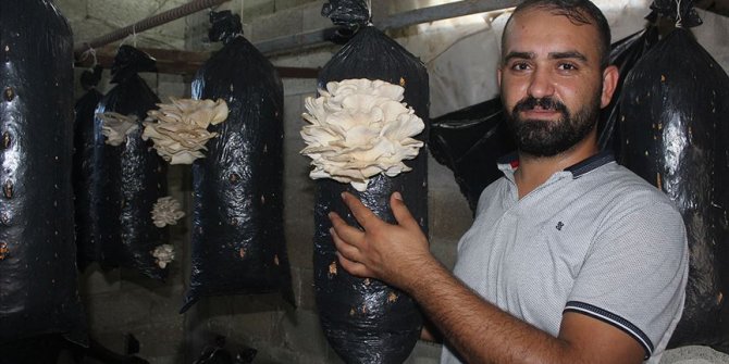 İş bulamayınca mantar üreticisi oldu