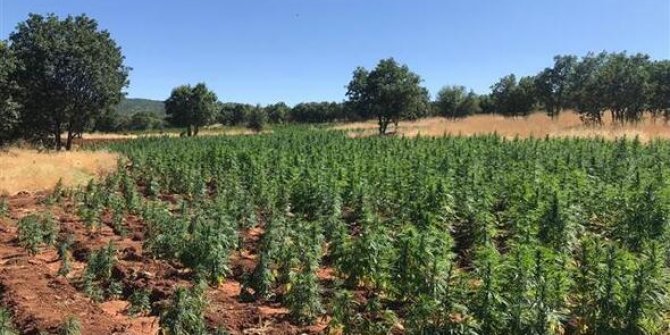 Diyarbakır'da büyük operasyon:  5 milyon 430 bin kök...
