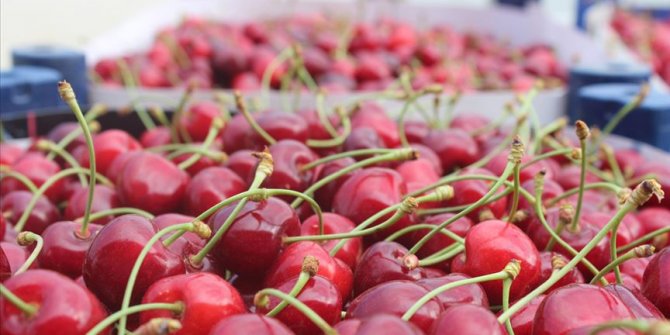 Türk kirazına Çin kapıları yeniden açıldı