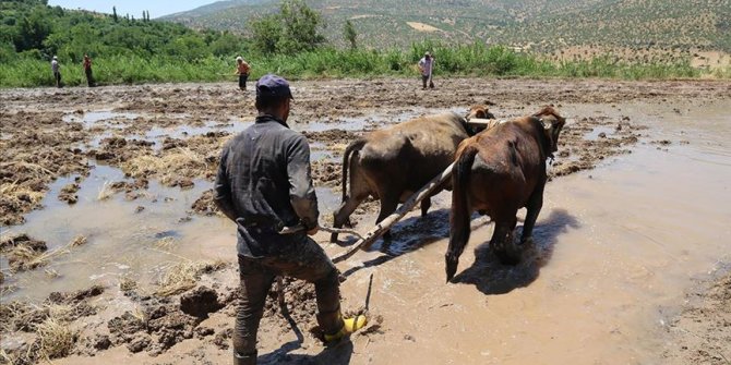 İmece usulü çeltik üretiyorlar