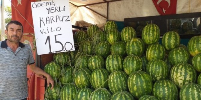 Yerli karpuz hayvanlara yem oluyor