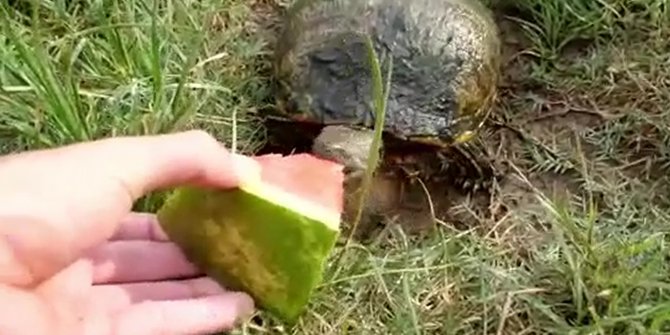 Kaplumbağaları karpuzla besliyor